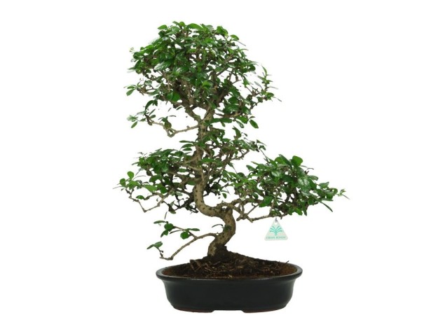 Carmona macrophylla -  Pianta del tè - 59 cm
