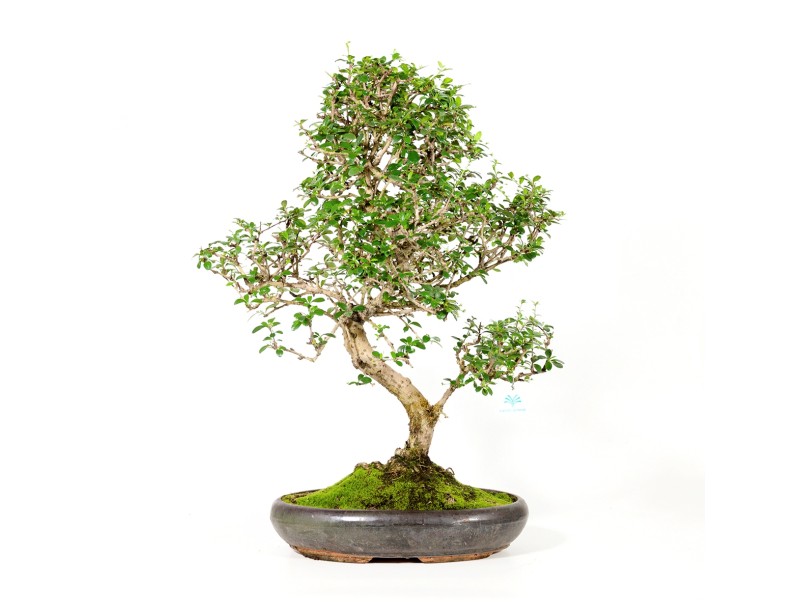 Carmona macrophylla -  Tea tree - 70 cm