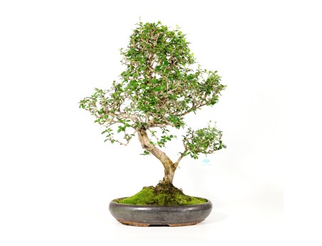 Carmona macrophylla -  Tea tree - 70 cm