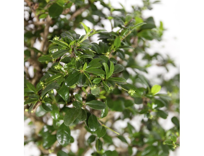 Carmona macrophylla - Pianta del tè - 70 cm