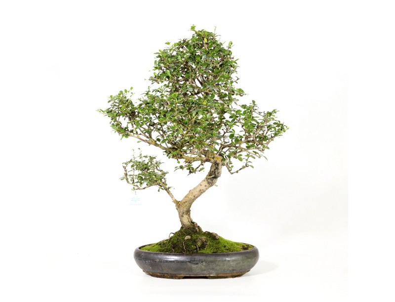 Carmona macrophylla -  Tea tree - 70 cm