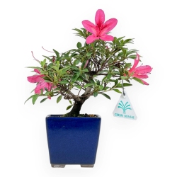 Rhododendron Indicum - Azalée - 23 cm
