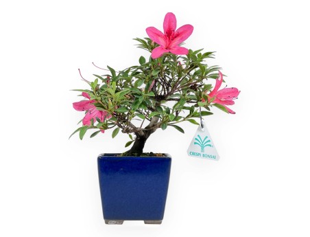 Rhododendron Indicum - Azalea - 23 cm