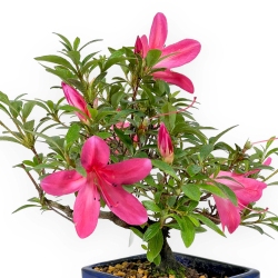Rhododendron Indicum - Azalée - 23 cm