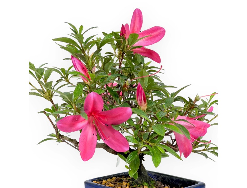 Rhododendron Indicum - Azalea - 23 cm