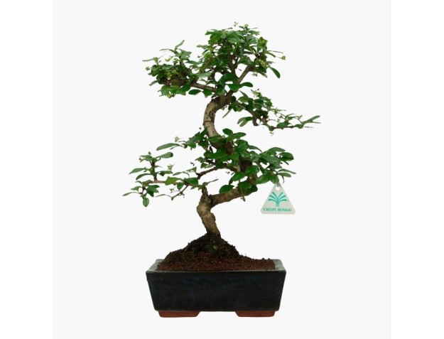 Carmona macrophylla - Tea tree - 35 cm 2