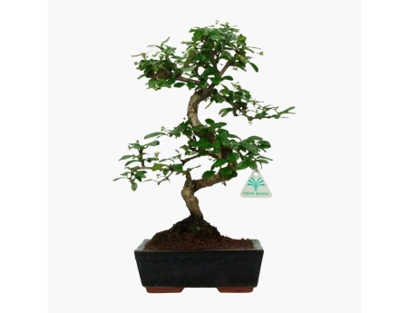 Carmona macrophylla -  Pianta del tè - 37 cm