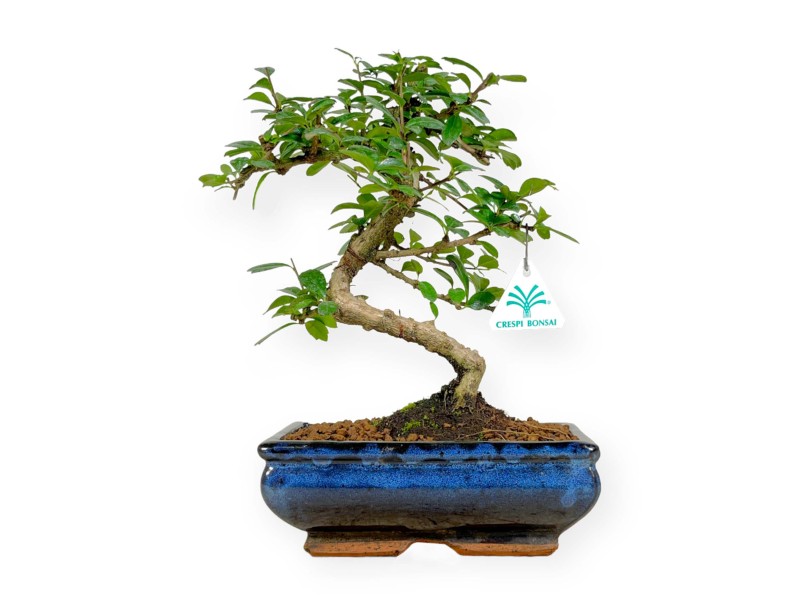 Carmona macrophylla - Arbre à thé - 35 cm