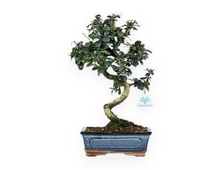 Carmona macrophylla - Tea tree - 35 cm