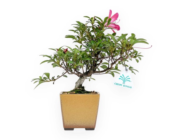 Rhododendron Indicum - Azalée - 24 cm