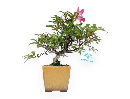 Rhododendron Indicum - Azalée - 24 cm