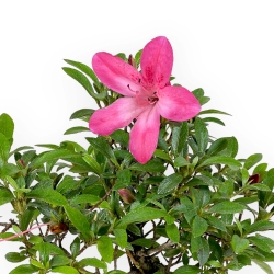 Rhododendron Indicum - Azalea - 24 cm