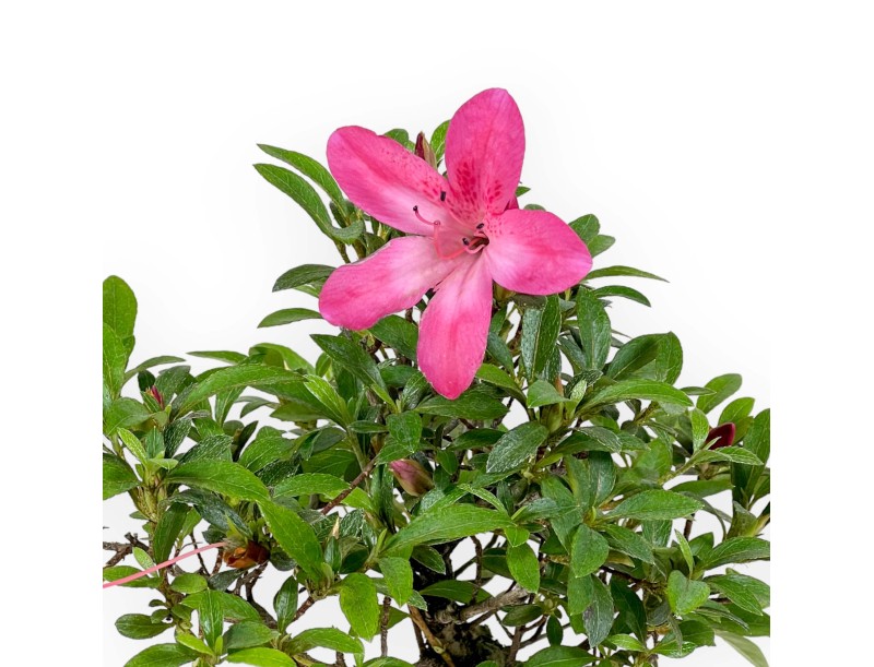 Rhododendron Indicum - Azalée - 24 cm