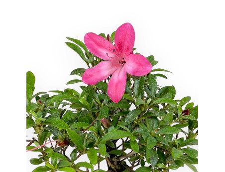 Rhododendron Indicum - Azalée - 24 cm