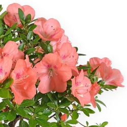 Rhododendron Indicum Wakaebisu - Azalée - 57 cm