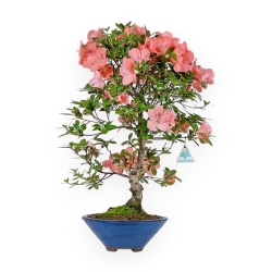 Rhododendron Indicum Wakaebisu - Azalée - 57 cm