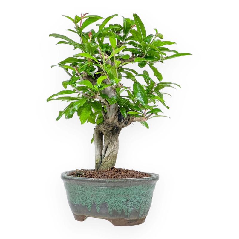 Punica Granatum - Melograno - 33 cm
