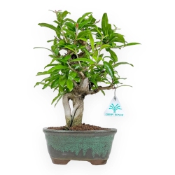 Punica Granatum - Pomegranate - 33 cm