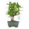 Punica Granatum - Melograno - 33 cm