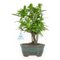 Punica Granatum - Melograno - 33 cm