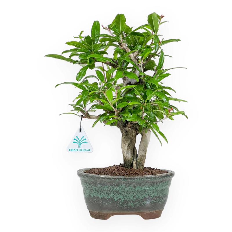 Punica Granatum - Melograno - 33 cm