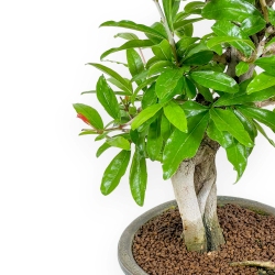 Punica Granatum - Pomegranate - 33 cm
