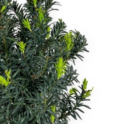 Taxus - Ifs - 46 cm