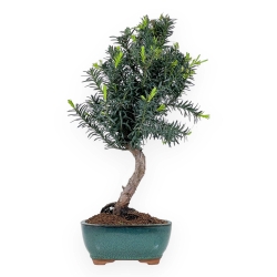 Taxus - Ifs - 46 cm