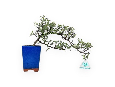 Osteomeles Anthyllidifolia - 22 cm