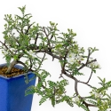 Osteomeles Anthyllidifolia - 22 cm