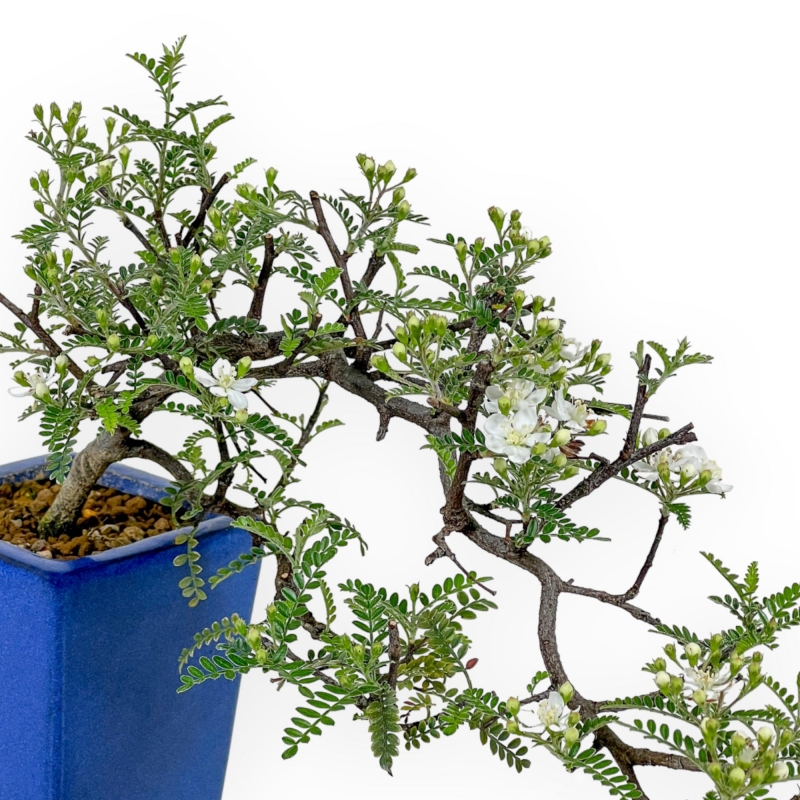 Osteomeles Anthyllidifolia - 22 cm