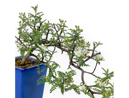 Osteomeles Anthyllidifolia - 22 cm