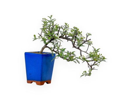 Osteomeles Anthyllidifolia - 22 cm