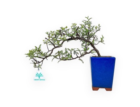 Osteomeles Anthyllidifolia - 22 cm