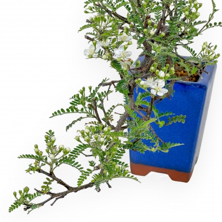 Osteomeles Anthyllidifolia - 22 cm