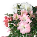 Rhododendron Indicum - Azalea - 73 cm