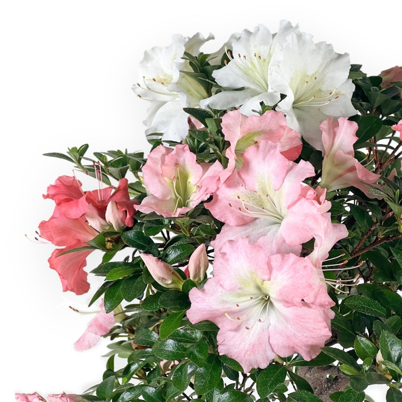Rhododendron Indicum - Azalea - 73 cm