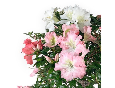 Rhododendron Indicum - Azalée - 73 cm