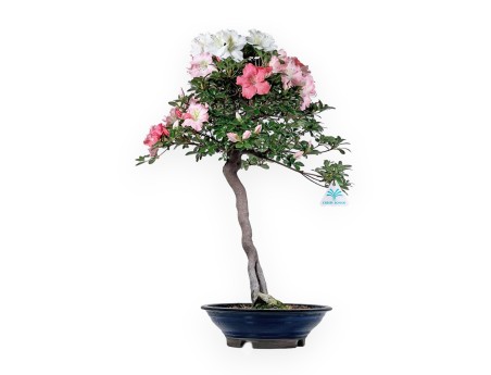 Rhododendron Indicum - Azalée - 73 cm