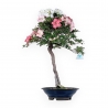 Rhododendron Indicum - Azalea - 73 cm