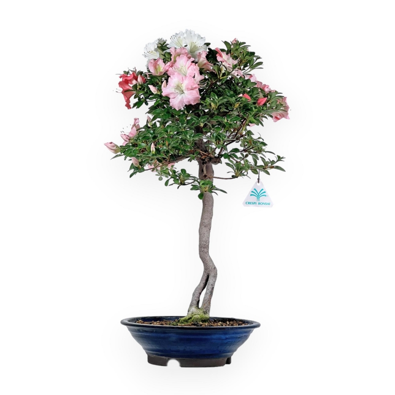 Rhododendron Indicum - Azalea - 73 cm