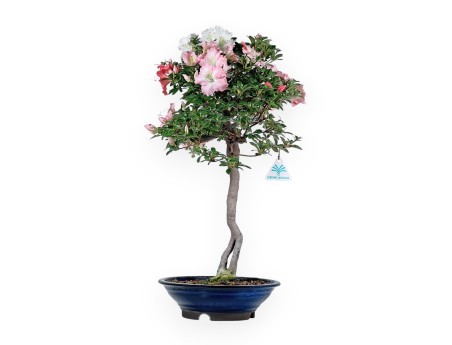 Rhododendron Indicum - Azalée - 73 cm