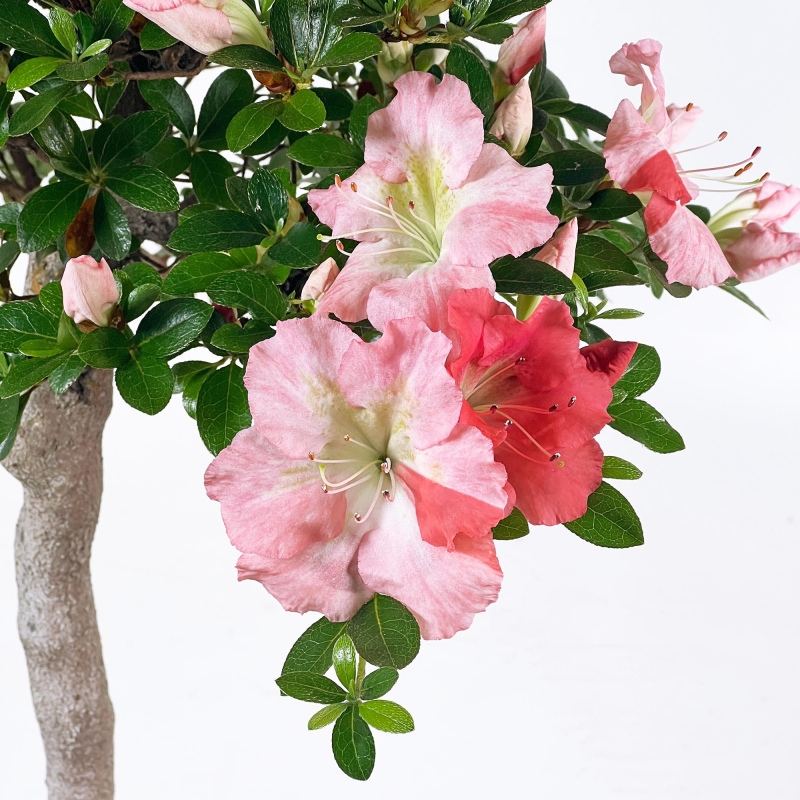 Rhododendron Indicum - Azalea - 73 cm