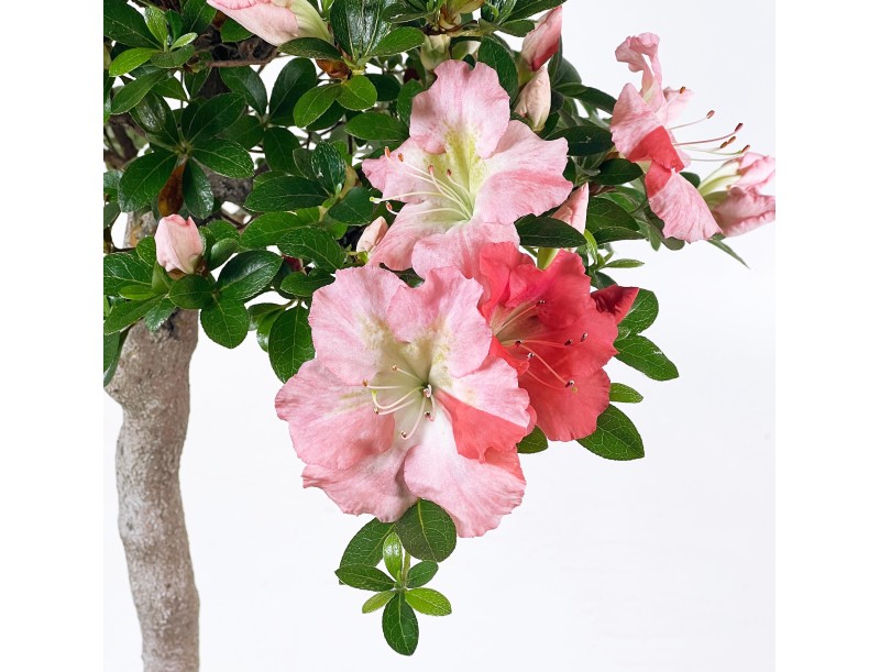 Rhododendron Indicum - Azalée - 73 cm
