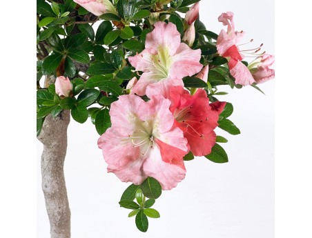Rhododendron Indicum - Azalée - 73 cm