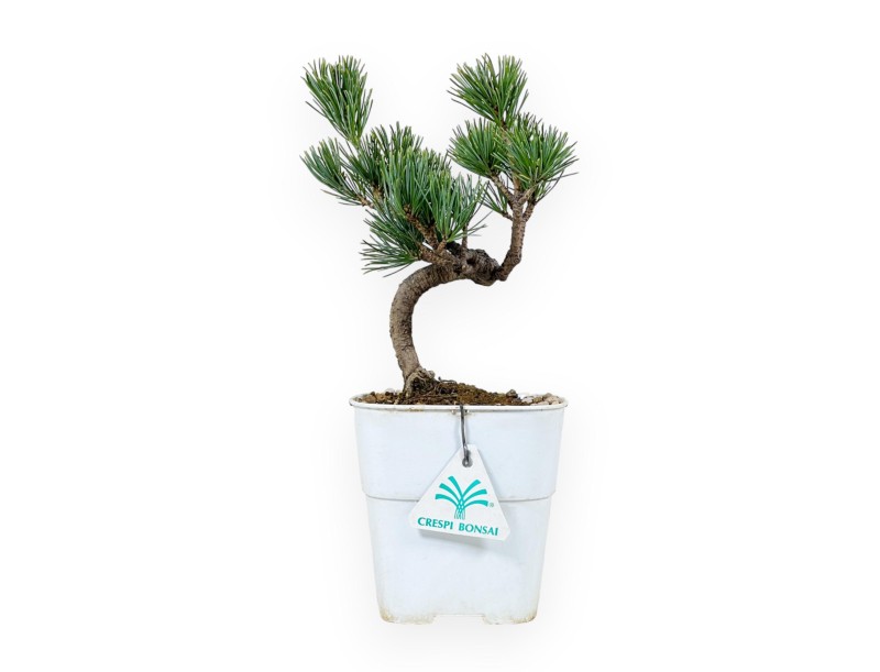 Pinus Pentaphylla - Den - 27 cm