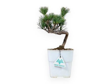 Pinus Pentaphylla - Pine five needles - 27 cm