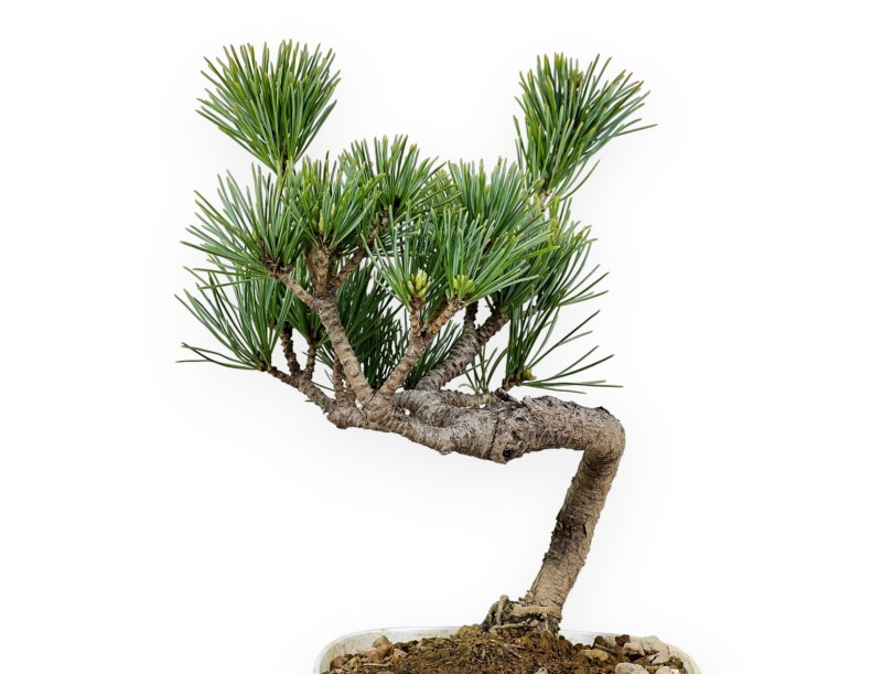 Pinus Pentaphylla - Den - 27 cm