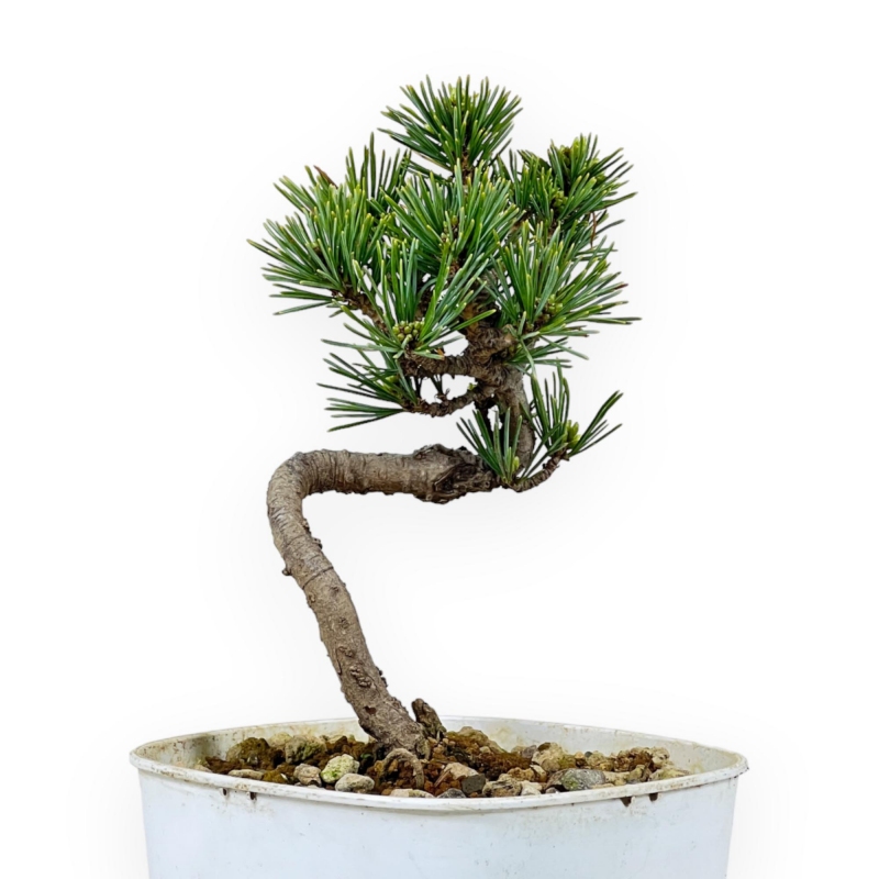 Pinus Pentaphylla - Pine five needles - 27 cm