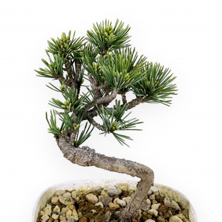 Pinus Pentaphylla - Kiefer - 27 cm